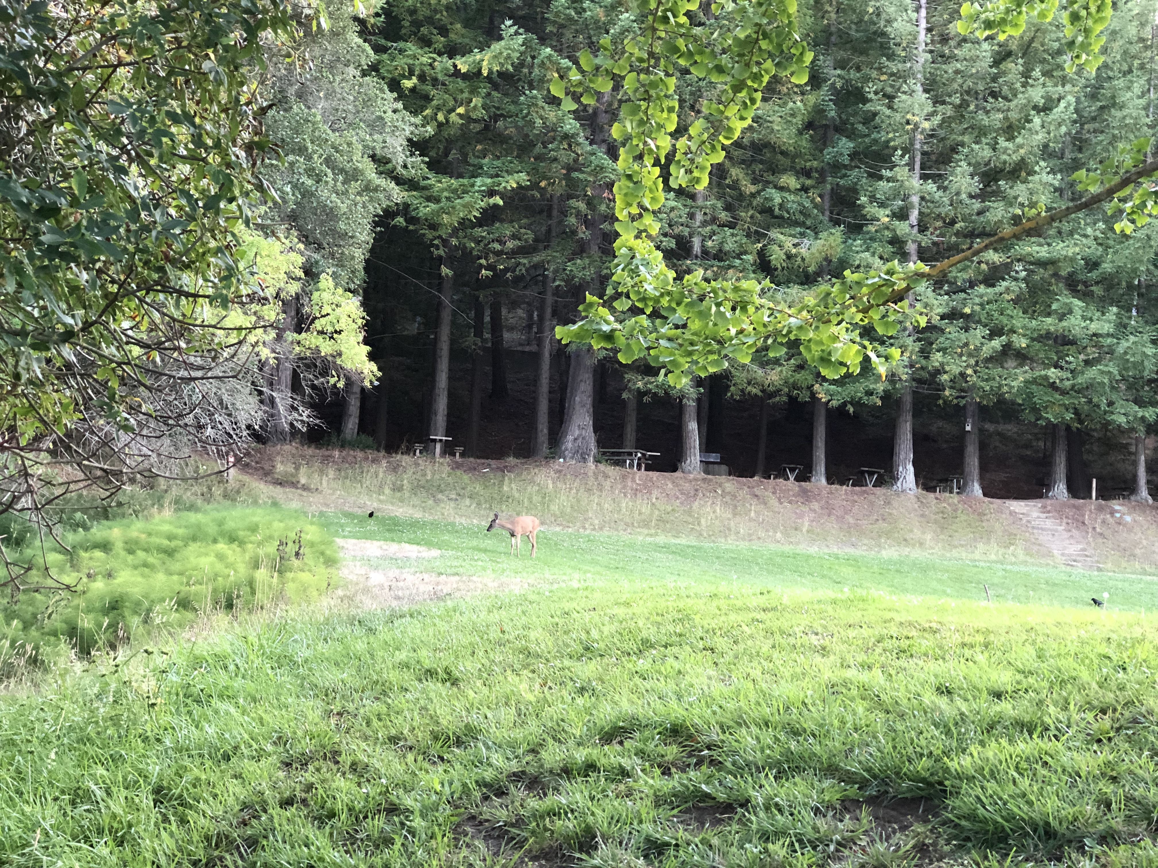 iqdYmO2RRYe0QAqCMSOdVQ