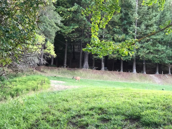 iqdYmO2RRYe0QAqCMSOdVQ